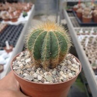 Notocactus magnificus