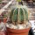 Notocactus magnificus