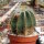 Notocactus magnificus