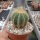 Notocactus magnificus