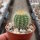 Notocactus magnificus
