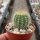 Notocactus magnificus