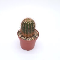 Notocactus mammulosus