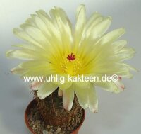 Notocactus mammulosus v. albispinus