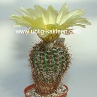 Notocactus mammulosus v. albispinus