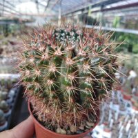 Notocactus megalanthus LW 010