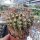 Notocactus megalanthus LW 010