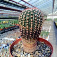 Notocactus mueller-melchersii LW 057
