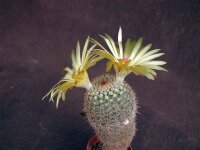 Notocactus mueller-melchersii LW 057