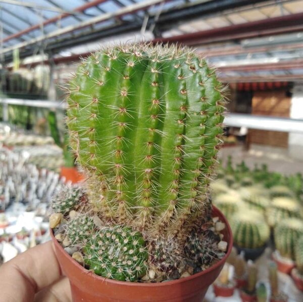 Notocactus muricatus Gf 121