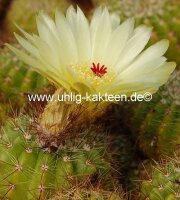 Notocactus muricatus Gf 121