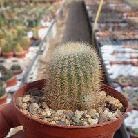 Notocactus neobuenekeri