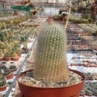 Notocactus neobuenekeri