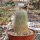 Notocactus neobuenekeri