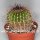 Notocactus nigrispinus