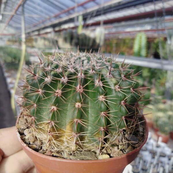 Notocactus orthacanthus LW 050