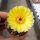 Notocactus ottonis