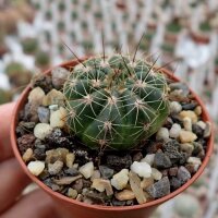 Notocactus ottonis Rivera, Uruguay