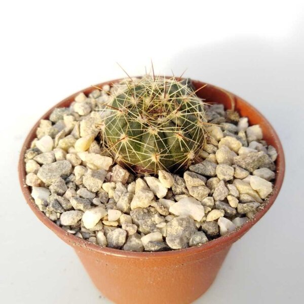 Notocactus ottonis v. acutangularis FR 1266c