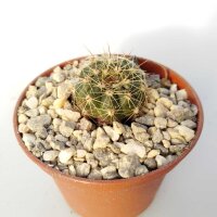 Notocactus ottonis v. acutangularis FR 1266c