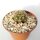 Notocactus ottonis v. acutangularis FR 1266c