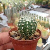 Notocactus ottonis ssp. horstii