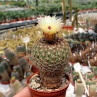 Notocactus rauschii LW 043