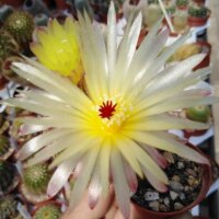 Notocactus rauschii LW 043