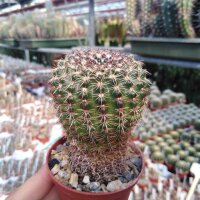 Notocactus rauschii LW 043