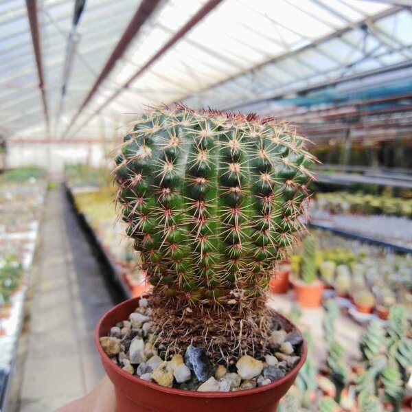 Notocactus ritterianus HU 807