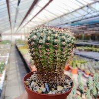 Notocactus ritterianus HU 807