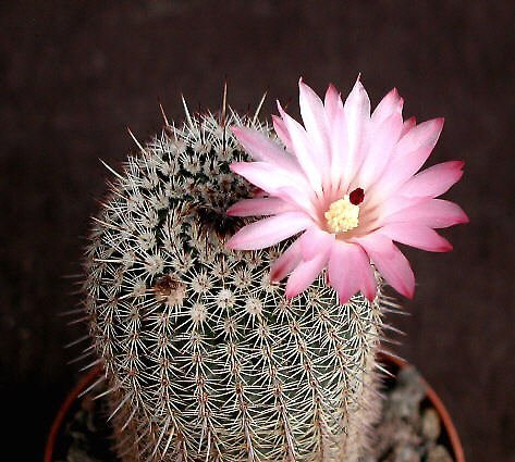Notocactus roseiflorus Cuchilla, Yacare Dep., Uruguay