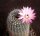 Notocactus roseiflorus Cuchilla, Yacare Dep., Uruguay