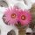 Notocactus roseiflorus Cuchilla, Yacare Dep., Uruguay