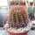 Notocactus roseoluteus