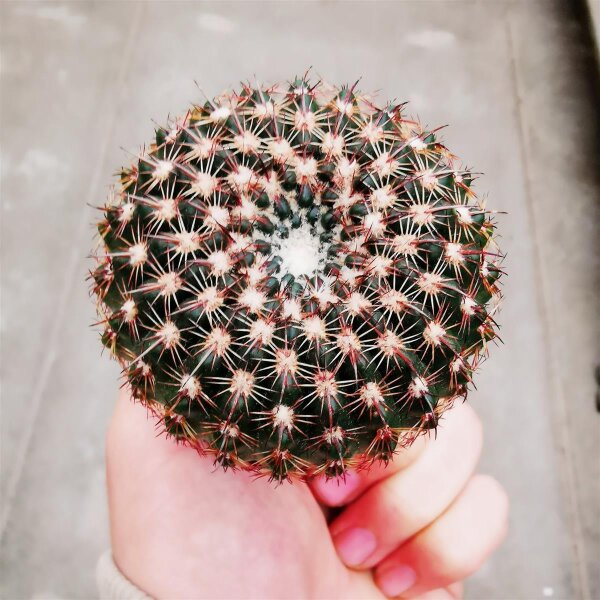 Notocactus ritterianus