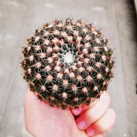 Notocactus ritterianus