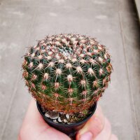 Notocactus ritterianus
