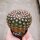Notocactus ritterianus