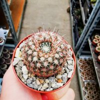 Notocactus rutilans fa. Robustior Cerro Leon, nahe...