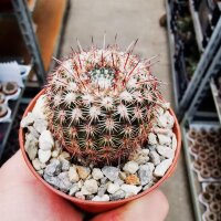 Notocactus rutilans fa. Robustior Cerro Leon, nahe...