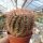 Notocactus schlosseri