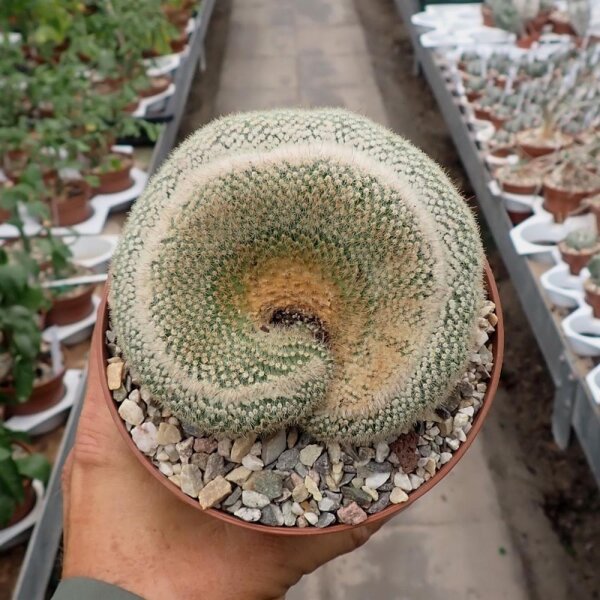 Notocactus scopa cristata