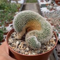 Notocactus scopa cristata