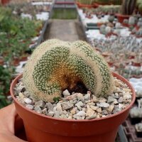 Notocactus scopa cristata