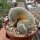 Notocactus scopa cristata