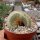 Notocactus scopa cristata