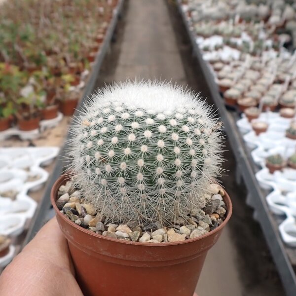 Notocactus scopa v. scopa Rio Grande do Sul, Brasilien