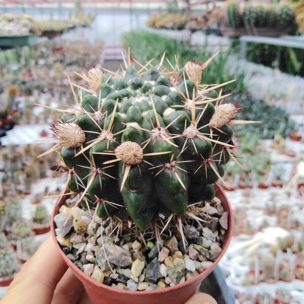 Notocactus submammulosus BOS 55