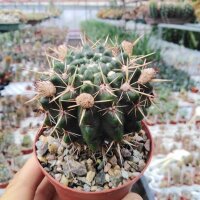 Notocactus submammulosus BOS 55